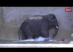 Enlace a Este elefante pasa las aburridas horas en el zoo jugando con una pelota