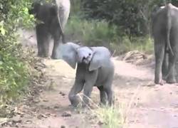 Enlace a Este joven elefante se pone chulito con los ocupantes del coche en este safari