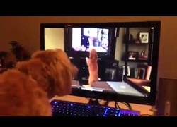 Enlace a Perro confundido por verse en la tele ladrando a la tele