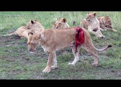 Enlace a Leona herida horriblemente por un búfalo, recibe tratamiento veterinario que le salva la vida