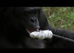 Enlace a Más iguales que diferentes: Kanzi, el bonobo que aprendió a encender cerillas y asar malvaviscos