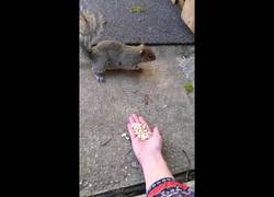 Enlace a Mira qué bonita la ardilla, voy a darle de comer de mi mano a ver qué pasa...