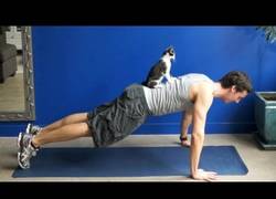 Enlace a Cómo hacen ejercicio las personas que tienen gato