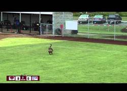 Enlace a Un perro se cuela en un campo de softball y la lía un poquito