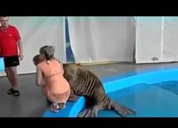 Enlace a No sé quién debe ser el adiestrador de esta foca, pero la tiene muy mal enseñada (o muy bien)