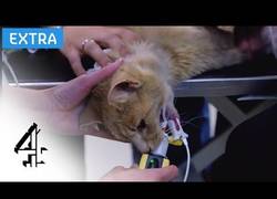 Enlace a Este gato es prácticamente resucitado durante la grabación de un documental