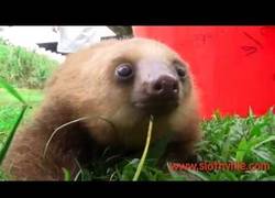 Enlace a Los perezosos también son adorables cuando son peques