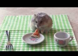 Enlace a Un pequeño hámster degustando una pequeña pizza, ¡qué monada!