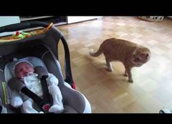 Enlace a ¿Tenemos a un nuevo miembro en la familia? Voy a saludarle... a mi manera