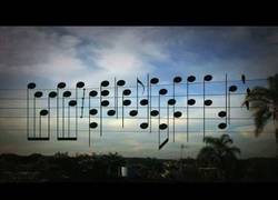 Enlace a Cuando veas qué hace con las posiciones de las aves en el tendido eléctrico... ¡Muy curioso!