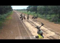 Enlace a Si te encuentras a un grupo de emus ¿qué harías? Seguro que esto no lo habías pensado...