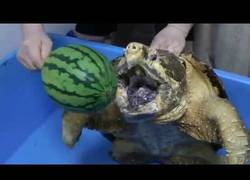 Enlace a ¿Quierías una tortuga cómo mascota? No te aconsejo ésta