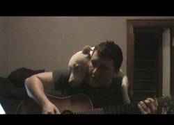 Enlace a La verdadera naturaleza del un Pitbull