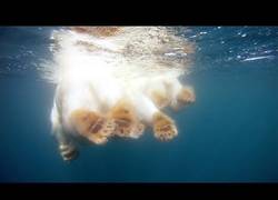 Enlace a Los osos polares necesitan el hielo para sobrevivir, hay que concienciarse