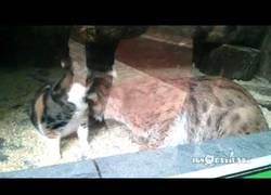 Enlace a Un gato abandonado se cuela en un zoo y este lince se convierte en su madre