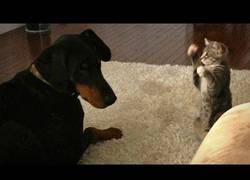 Enlace a Perro vs Gato: adorable gatito le enseña al doberman quién manda