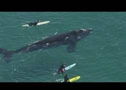 Enlace a Estos surfistas australianos nadaron junto a una enorme ballena
