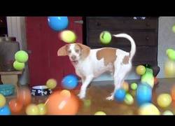 Enlace a ¿Qué pasa cuando a un perro le regalan 100 pelotas por su cumple?