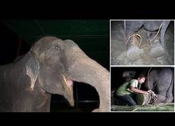 Enlace a Elefante derrama lágrimas tras ser liberado después de 50 años de esclavitud