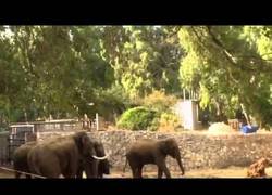 Enlace a Elefantes de un zoo de Israel protegen a sus crías al oír la sirena de ataque aéreo