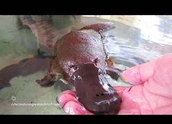 Enlace a ¿Quién diría que los ornitorrincos son tan monos y juguetones?