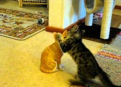 Enlace a ¿¿Por qué no quieres jugar conmigo??