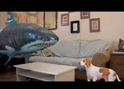 Enlace a No necesito mucho para tener a mi perro entretenido