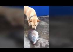 Enlace a ¡No te mueras por favor!