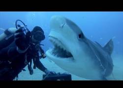 Enlace a Acariciando a unos majestuosos tiburones tigres