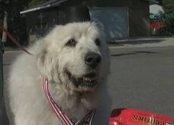 Enlace a Perro es el nuevo alcalde en un pueblo de Minnesota