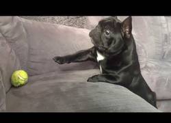 Enlace a Perro preocupado porque no puede coger la pelota