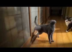 Enlace a Gato golpea la puerta de manera MUY Extraña, ¡abrid leches!