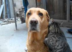 Enlace a Nada mejor que unos buenos masajes gatunos