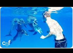 Enlace a El hombre que susurraba a los delfines