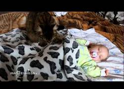Enlace a Una gata consigue dormir a un bebé