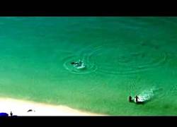 Enlace a Bañistas distraídos nadan cerca de tiburón martillo