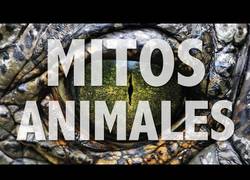 Enlace a Mitos de animales que tal vez creías que eran verdad