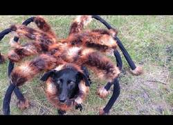 Enlace a La broma de la araña mutante gigante