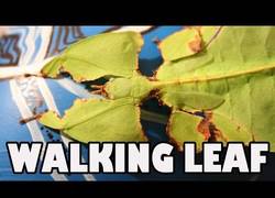 Enlace a Mamá, esta hoja se mueve