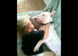 Enlace a Hoy no verás a nada más adorable que a este bull terrier y esta niña pequeña