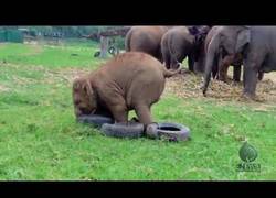 Enlace a Este elefante jugando con su neumático te alegrará el día