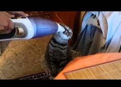 Enlace a Este gato adora las aspiradoras