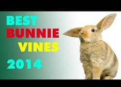 Enlace a Los mejores vines dedicados a conejos