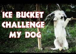 Enlace a Este perrito también hace el Ice Bucket Challenge