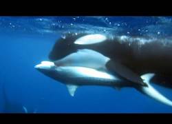 Enlace a Estas orcas matan a tiburón tigre, seguramente es la primera vez que se filma