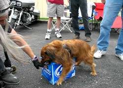 Enlace a ¿Quién se encarga de cuidar las cervezas?