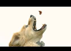 Enlace a Así son los perros al vuelo (Slow Motion)