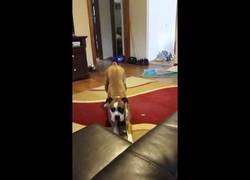 Enlace a No puedes subir al sofá, cuando es no es no