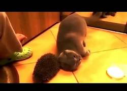 Enlace a Este gato sabe como masajearse con su pinchudo amigo