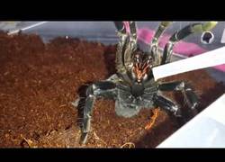 Enlace a Si juegas con tu tarántula la cosa puede salir mal